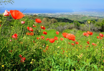 PRIVATE GUIDED TOURS