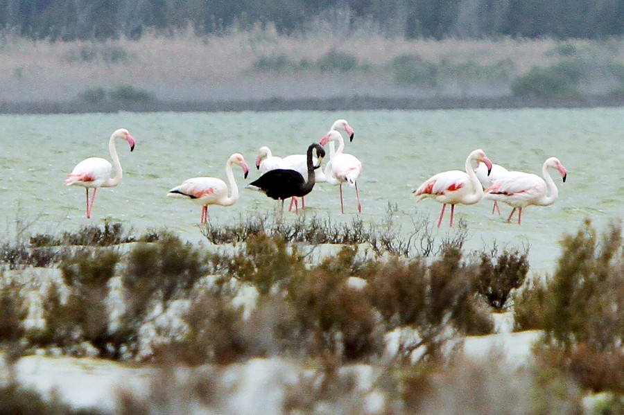 Rare black flamingo returns to base