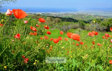 Private Guides Safari Tours