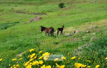 Private Guides Safari Tours