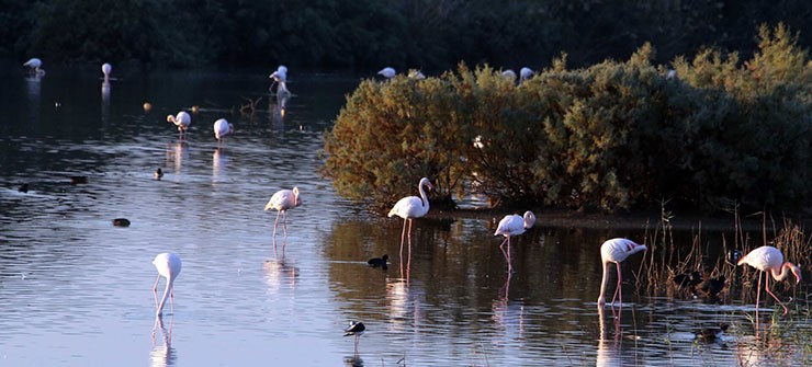 First flamingos arrive at Larnaca salt lake
