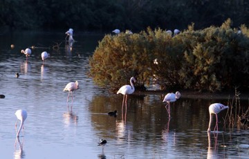 First flamingos arrive at Larnaca salt lake
