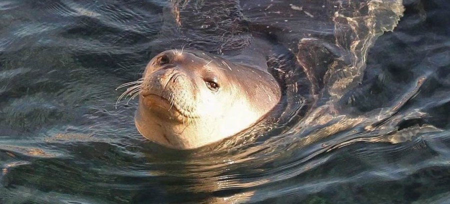 Cyprus Environment Featured Saving the world’s rarest marine mammal in Cyprus