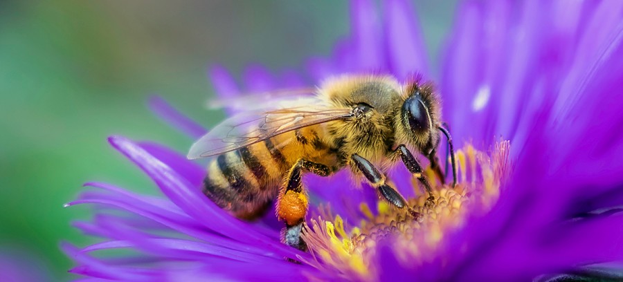 Festival to highlight important role of bees