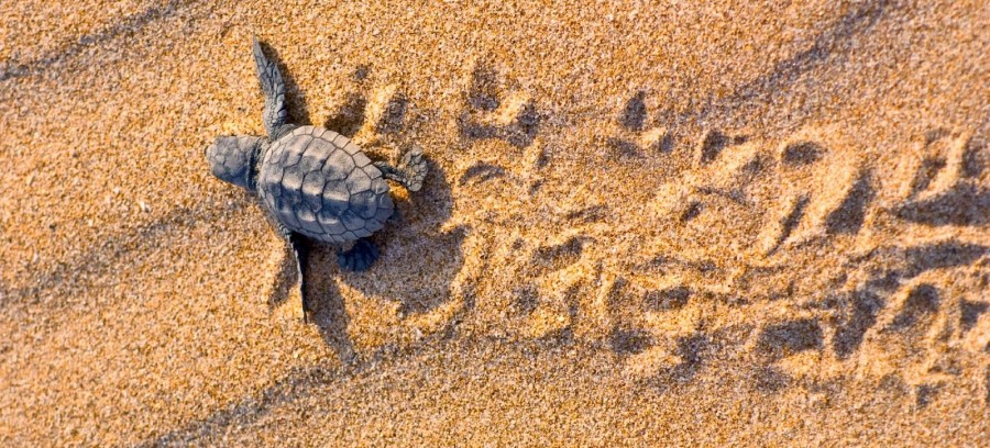 Cyprus’ first Turtle Museum opens