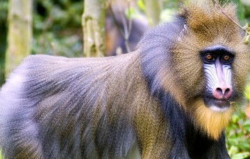 Rare baby mandrill monkey born at Paphos Zoo