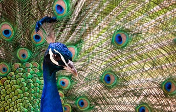 Limassol Zoo