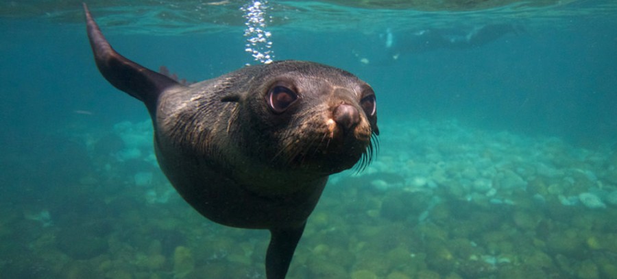 Aphrodite the seal born in Akamas
