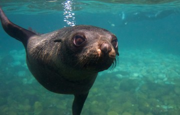 Female seal born in Akamas