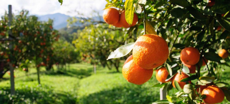 Cyprus has over 3,000 hectares of fruit trees