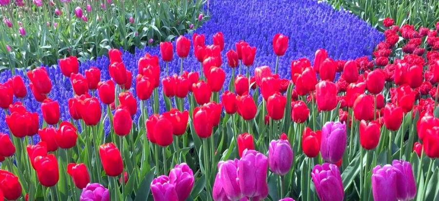 Polemi Tulip Festival
