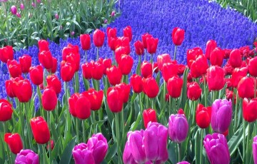 Polemi Tulip Festival