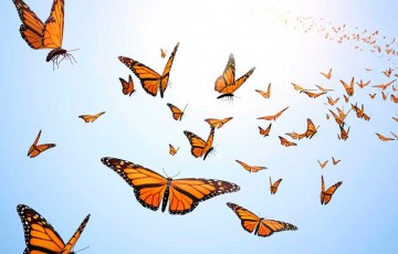 Butterflies to visit Cyprus during annual migration