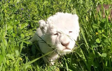 Pafos Zoo shows off its new baby lion, Simba