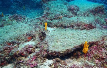 Divers discover ancient shipwreck off Protaras