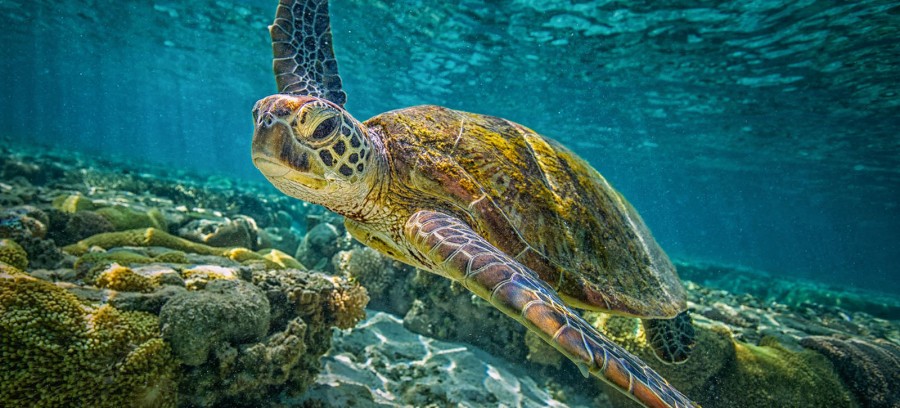 Pambos the loggerhead turtle