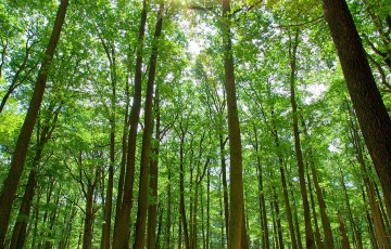 800,000 trees to be planted in the 4 major cities of Cyprus 
