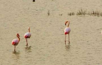 1180 flamingos at Larnaca Salt Lake and counting