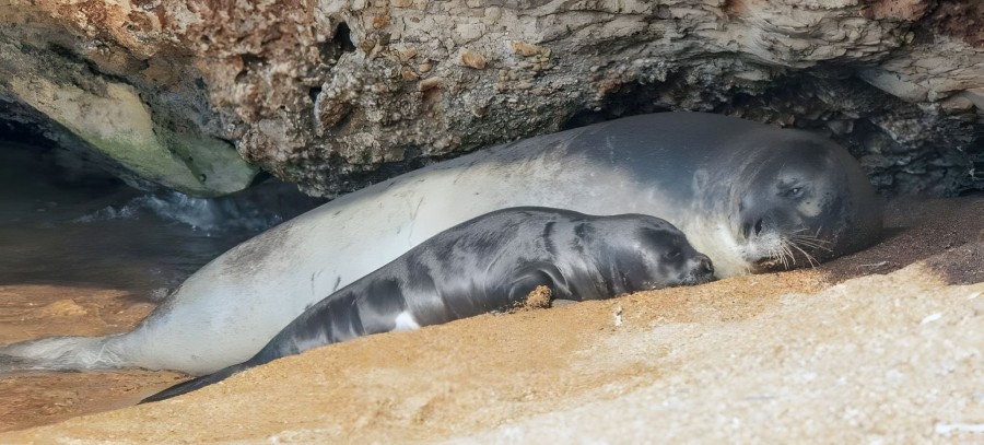 Population of Seals in Cyprus Expands with Two Newborns Documented