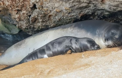 Population of Seals in Cyprus Expands with Two Newborns Documented