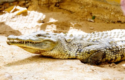 Protaras Ocean Aquarium - great day out!