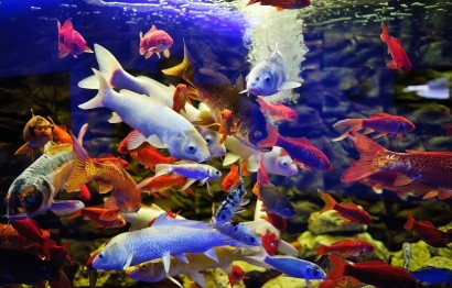 Protaras Ocean Aquarium - great day out!