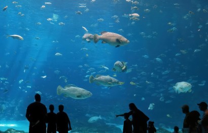 Protaras Ocean Aquarium - great day out!