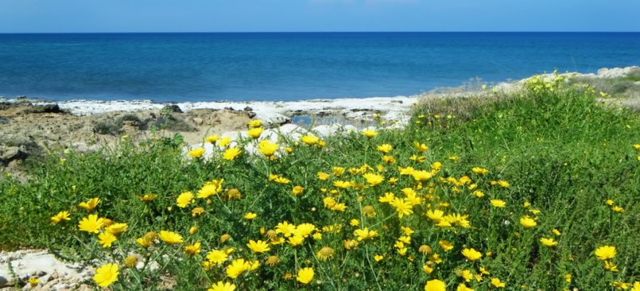 Cyprus Flora & Fauna