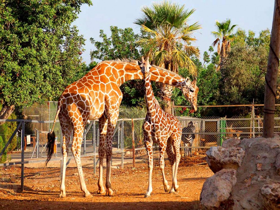 Paphos Zoo