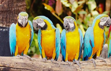 Paphos Zoo