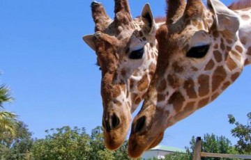 Paphos Zoo