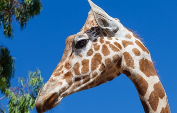 Paphos Zoo