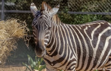 Paphos Zoo
