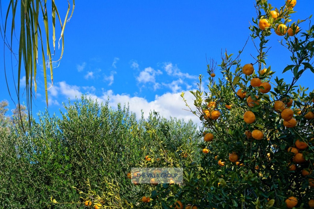 An abundance of orange and lemon trees