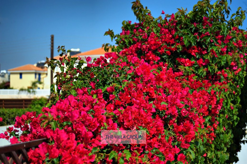 Villa 24959, Protaras