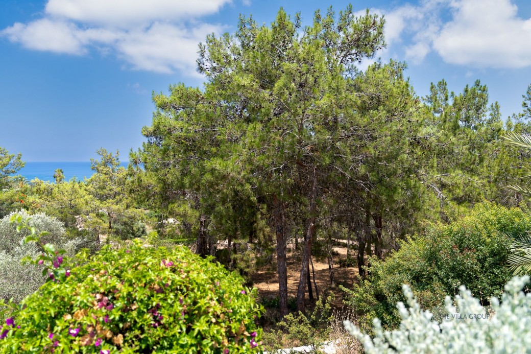 The villa enjoys a privileged spot nestled in amongst pine and olive trees in a slightly elevated position