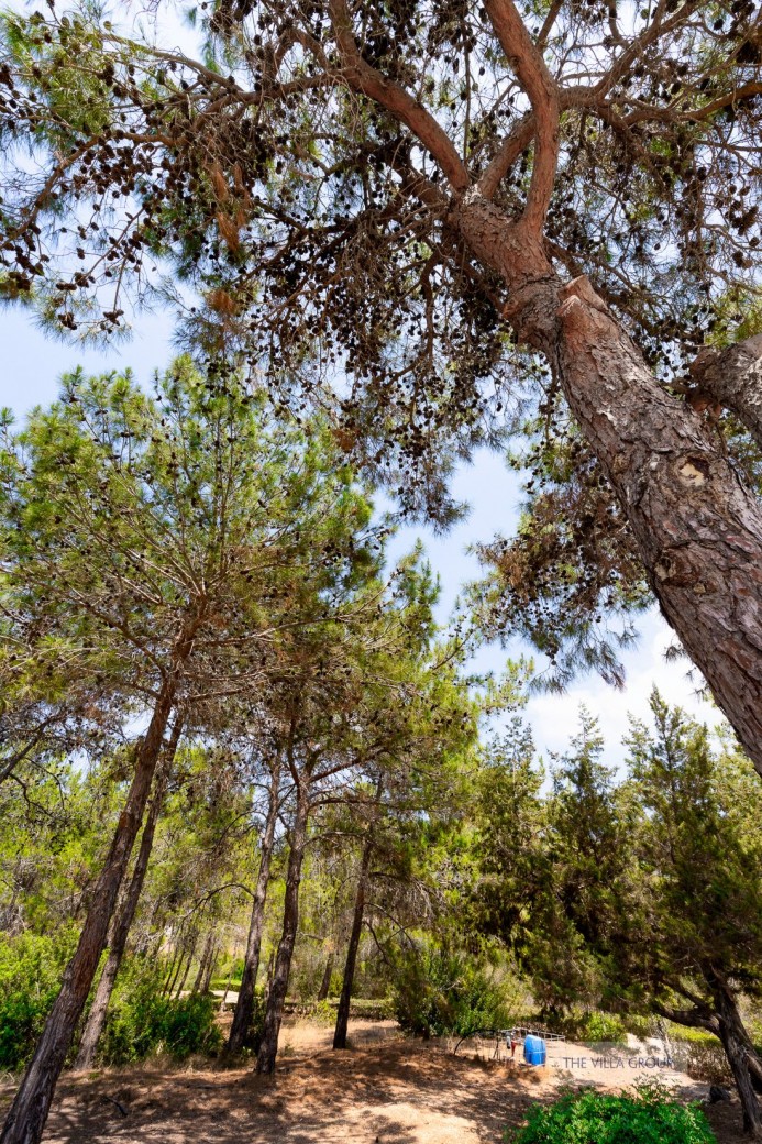 The villa enjoys a privileged spot nestled in amongst pine and olive trees 