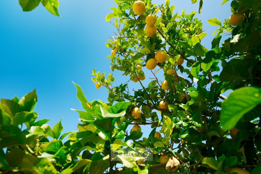 You are invited to pick and enjoy natureâs bounty during your stay with the seasonal fruit trees