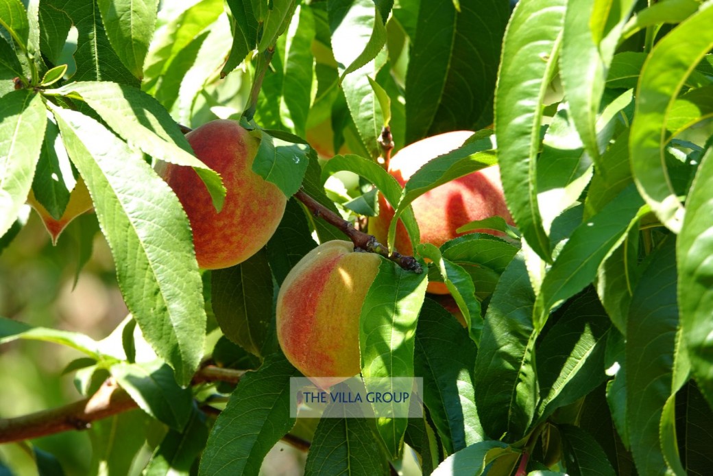 Owner is a keen gardener and grows organic fruit and vegetables