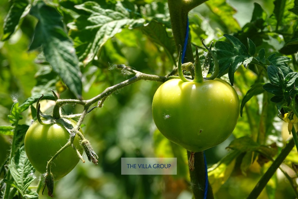 Organic fruits available for guests to try