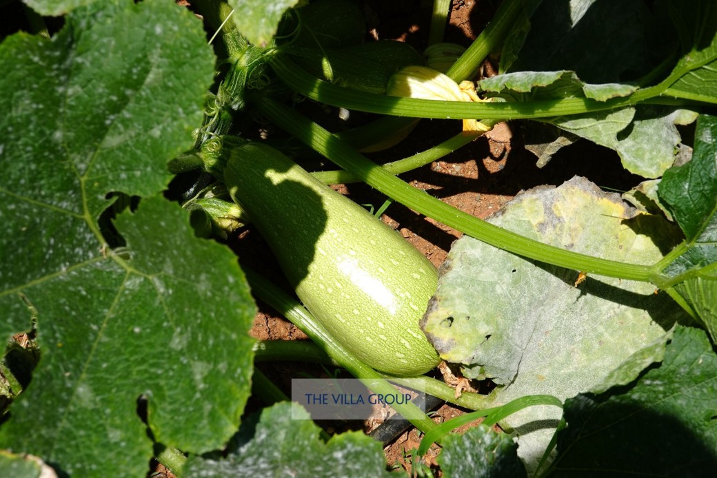 Cucumbers, lettuces, tomatoes, oranges and plenty more (depending on the season)