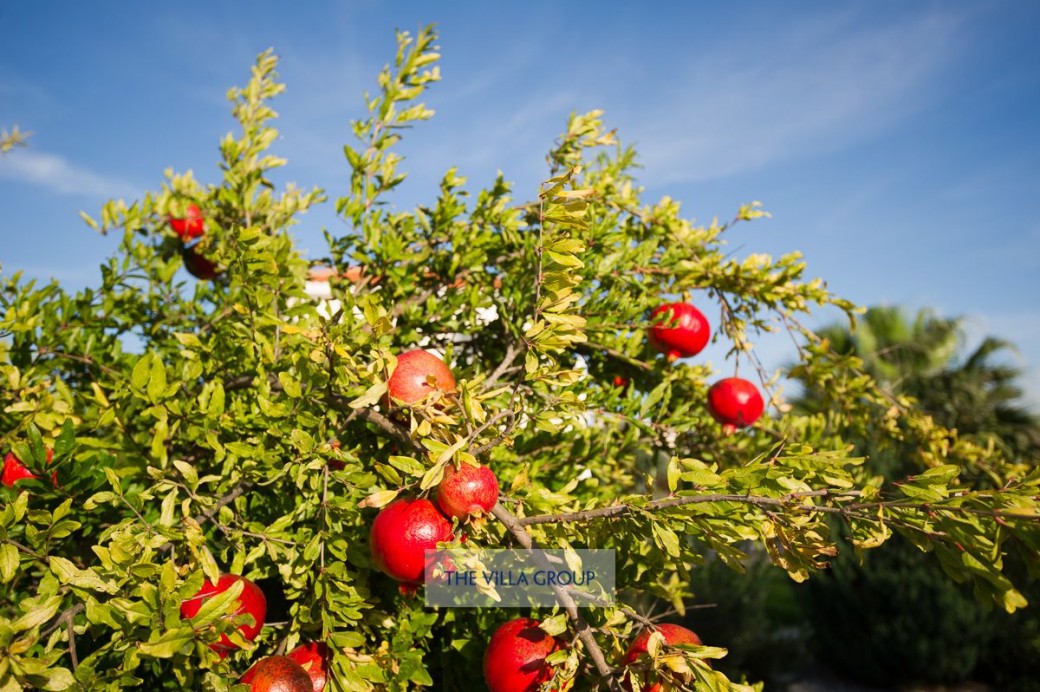 Pomegranate tree