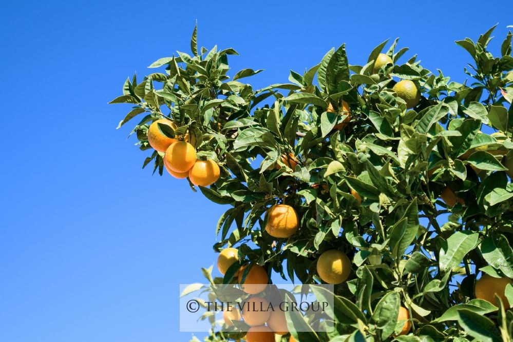 Fuit orchard