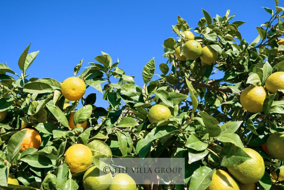 Citrus orchard