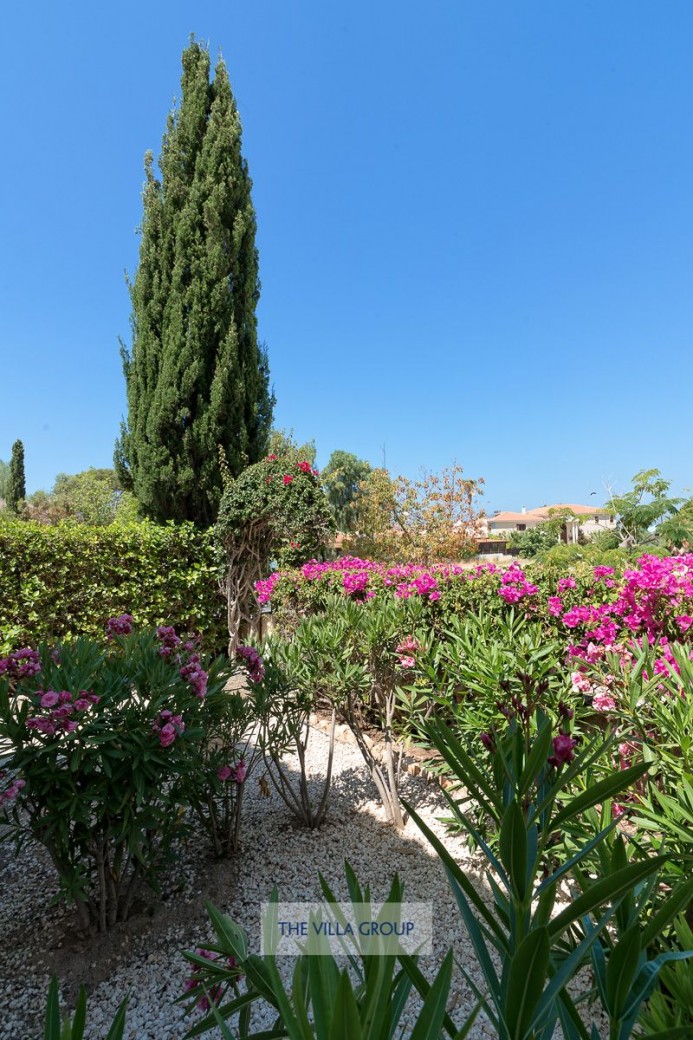 Garden planted with mature trees and flowering shrubs