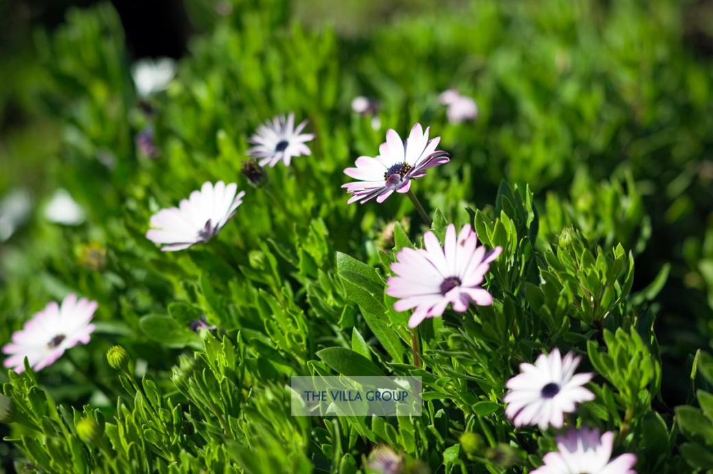 Villa 50267, Kathikas