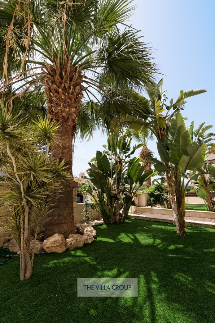 Palm Trees