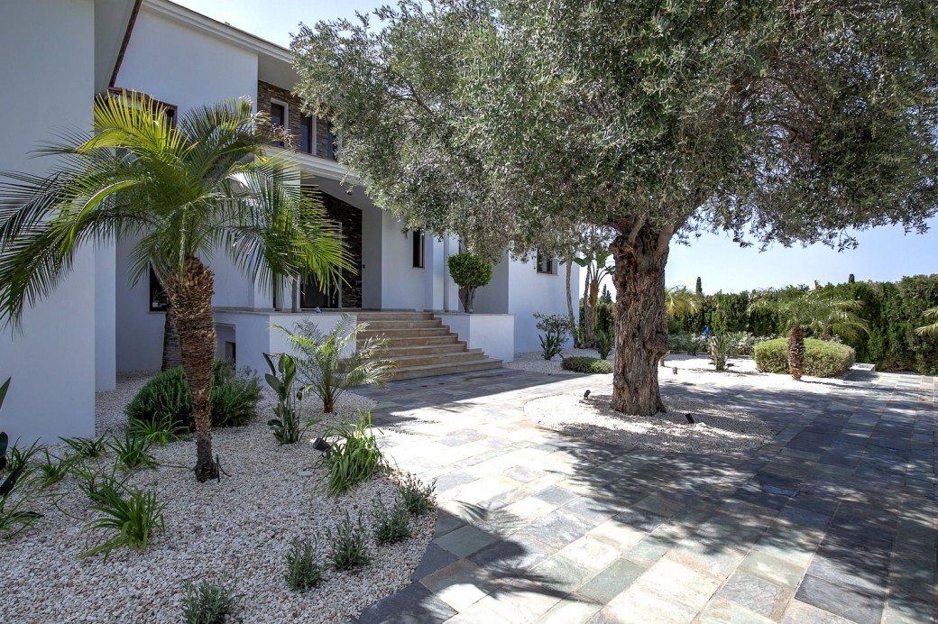 Stunning olive tree